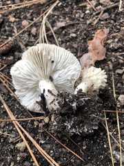 Tricholoma terreum