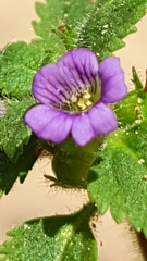Stemodia verticillata