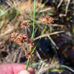 Juncus megacephalus