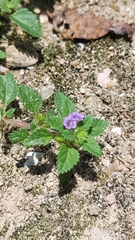 Stemodia verticillata