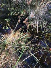 Juncus megacephalus