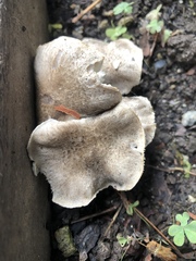 Tricholoma terreum
