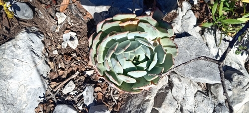 White Mexican rose (Echeveria cuspidata)