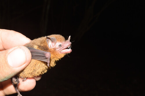 Orange-throated Bat (Lampronycteris brachyotis)