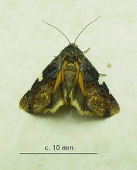 Acontia imitatrix