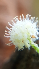 Magnoliopsida
