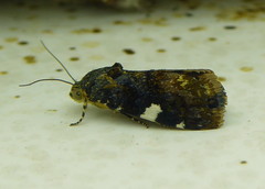 Acontia imitatrix
