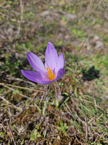 Crocus longiflorus, photograph 2