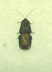 Acontia imitatrix