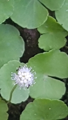 Magnoliopsida