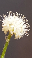 Magnoliopsida