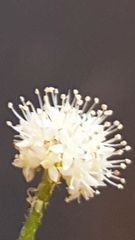 Magnoliopsida