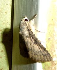 Pandesma