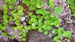 Magnoliopsida
