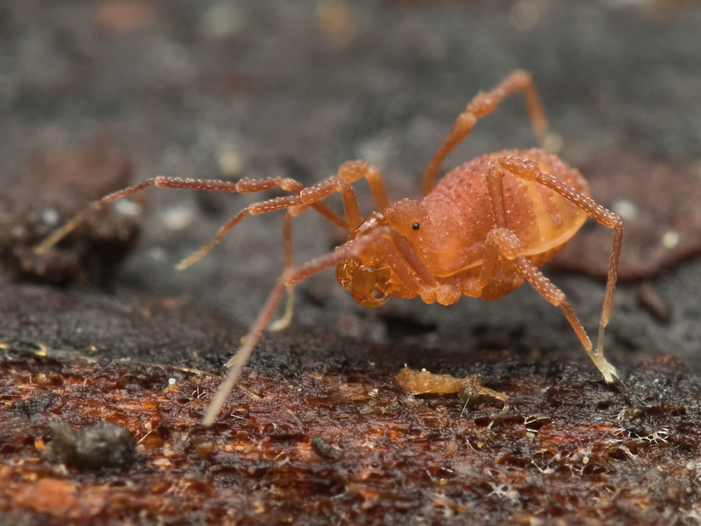 Sitalcina californica