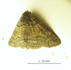 Pericyma atrifusa