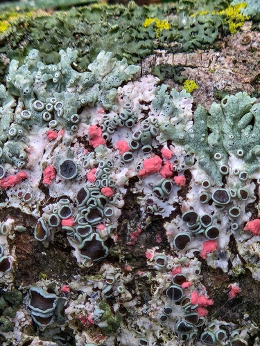 Illosporiopsis christiansenii nuotrauka