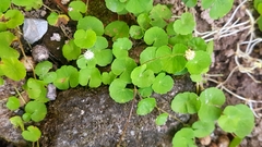 Magnoliopsida