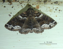 Pericyma atrifusa