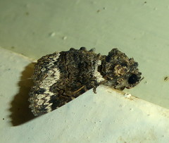 Pericyma atrifusa