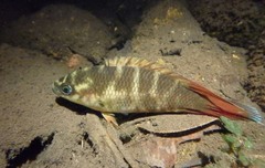 Combtail photo 3
