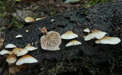 Crepidotus calolepis