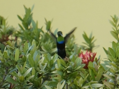 Eulampis holosericeus