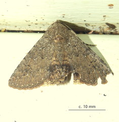 Pandesma