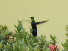 Eulampis holosericeus