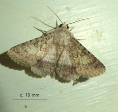 Pandesma anysa