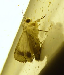 Pandesma anysa