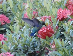 Eulampis holosericeus