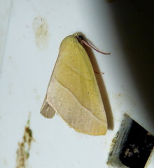 Drepanogynis olivescens