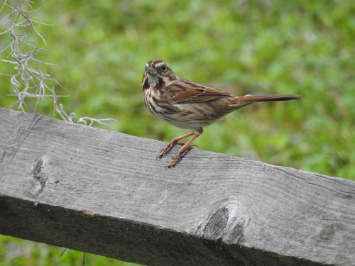 Song Sparrow photographed in South Carolina