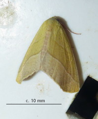 Drepanogynis olivescens