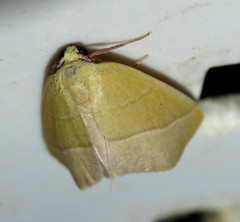 Drepanogynis olivescens