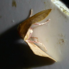 Drepanogynis olivescens