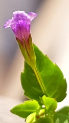 Magnoliopsida