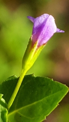 Magnoliopsida