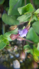 Magnoliopsida