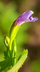 Magnoliopsida