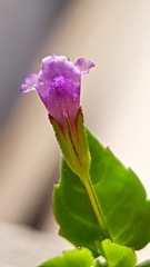 Magnoliopsida