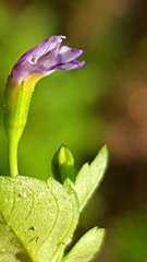 Magnoliopsida