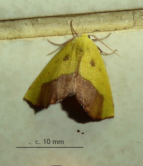 Drepanogynis cambogiaria
