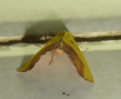 Drepanogynis cambogiaria