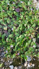 Magnoliopsida