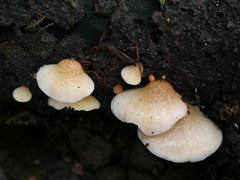 Crepidotus calolepis