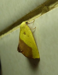 Drepanogynis cambogiaria