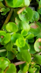 Magnoliopsida