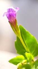 Magnoliopsida